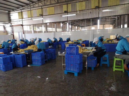 三下鄉 經濟學院復工復產調研團與科技支農幫扶團